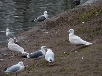 2 x Iceland Gull.jpg