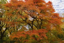 Tupelo.Tree.31Oct2015.jpg