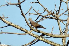 Collard Dove.JPG