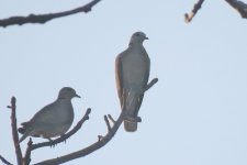 Collard Dove. 1.JPG