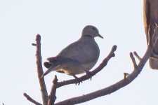 Collard Dove. 2.JPG