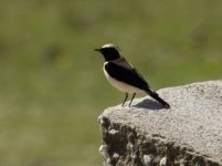 Black eared  Wheatear West Lesvos 100318 photo Lefteris Kakalis.JPG