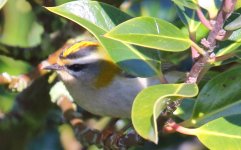 Firecrest.JPG