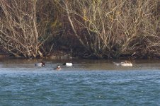 20180107 (21)_Ruddy_Duck.JPG