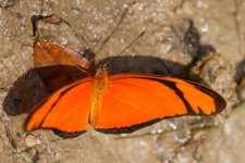Butterfly-2a-Sacha-180218.jpg