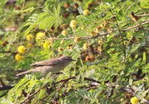 207 Pájaro - Keoladeo National Park - Rajasthan - India 2016.jpg