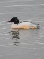 Goosander sml-1.jpg