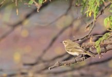 209 Pájaro - Keoladeo National Park - Rajasthan - India 2016.jpg