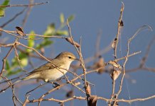 210 Pájaro - Keoladeo National Park - Rajasthan - India 2016.jpg