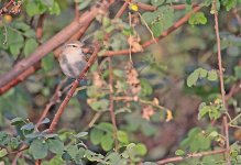 269 Pájaro - Keoladeo National Park - Rajasthan - India 2016.jpg