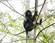 langur adult_rsz.jpg