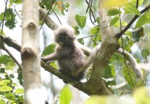 langur young_rsz_rsz.jpg