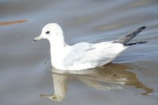 Gull.jpg