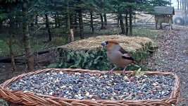 18-03-12 Hawfinch.jpg