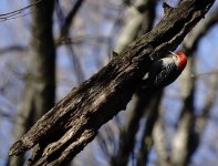 DSC00073 Red-bellied Woodpecker @ Central Park.jpg