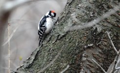 DSC00099 Downy Woodpecker @ Central Park.jpg