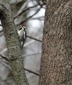 DSC00104 Yellow-bellied Sapsucker @ Central Park.jpg