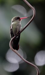 DSC00866 Gilded Hummingbird @ Iguazu.jpg