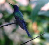 DSC00929 Swallow-tailed Hummingbird @ Iguazu.jpg