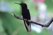 DSC00917 Black Jacobin @ Iguazu.jpg