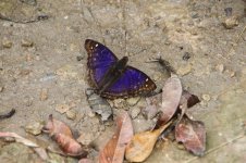 Butterfly Blue rainforest.JPG