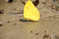 Butterly - yellow Sacha.JPG