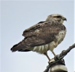 2018 4 April 20 buteo sp Bolivar Pennisula, TX (23)b.JPG