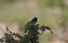 Stonechat 03.jpg