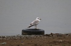 Armenian Gull 01.jpg