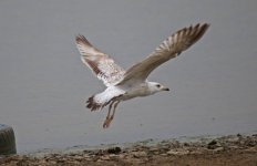 Armenian Gull 02.jpg