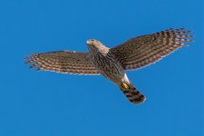 Hawk Overhead.jpg