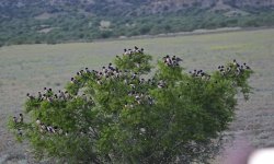 Rosy Starling Bush.jpg