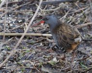 Water_Rail.jpg