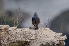 Blue Rock Thrush - phillipensis.jpg