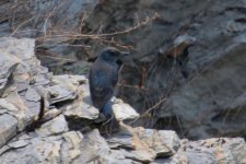 Blue Rock Thrush -pandoo.jpg