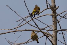 Oriental Greenfinch (2).jpg