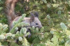 Eurasian Red Squirrel.jpg