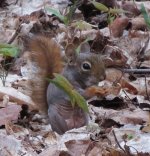 balding squirrel.jpg