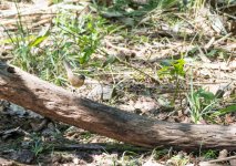 Q White-bellied Redstart.jpg