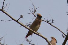 Japanese Waxwing.jpg