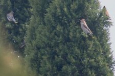 Japanese Waxwing & Bohemian Waxwing.jpg