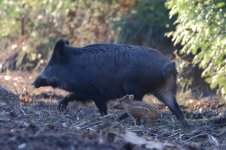 20180204 (35)_Wild_Boar.JPG