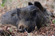 20180204 (42)_Wild_Boar.JPG