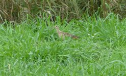 P1280990 Bristle-thighed Curlew crop01.jpg