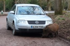 20180204 (55)_Wild_Boar.JPG