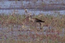 Eurasian Curlew.jpg