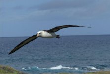 P1290053 best crop Laysan Albatross in flight01 reth.jpg