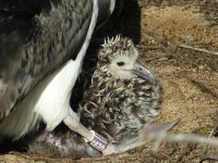 P1290083red1600 baby Laysan Albatross.jpg