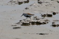 Dunlin.jpg