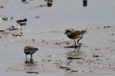 Dunlin - Greater Sand Plover.jpg